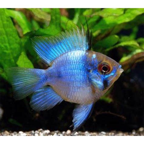 Jual Ikan Hias Kecil Blue Electric Ikan Hias Aquarium Jenis Air Tawar