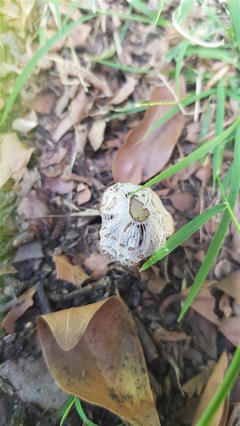 Common Gilled Mushrooms And Allies From Macquarie Park Nsw