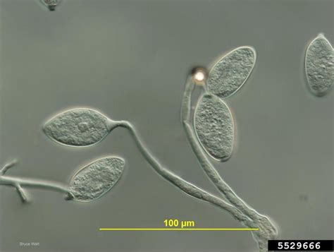 Late Blight Phytophthora Infestans