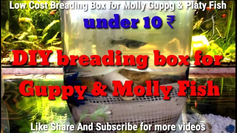 Diy How To Make A Breeding Box For Your Fish Homemade Breeding Box