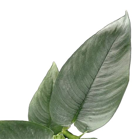 Schismatoglottis Hendrikii Buy Online At Foliage Factory