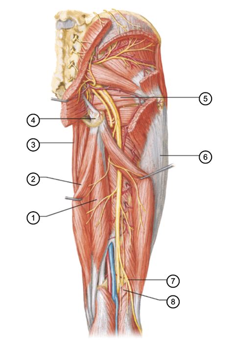 Muscles Of Hip And Thigh Posterior View 9 Diagram Quizlet