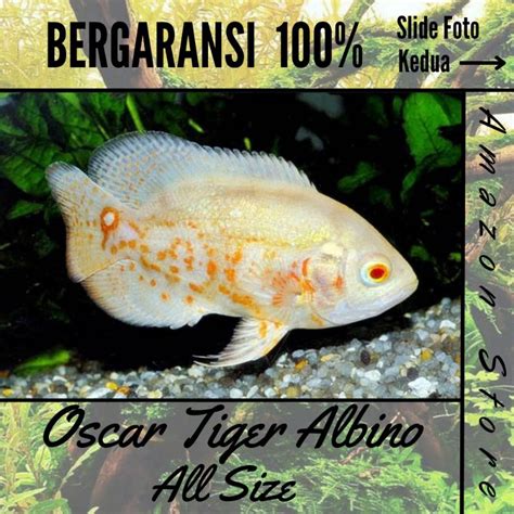 Jual Ikan Oscar Tiger Albino Shopee Indonesia