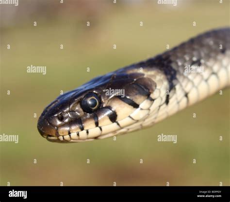 Grass snake, close up, 2009 Stock Photo - Alamy