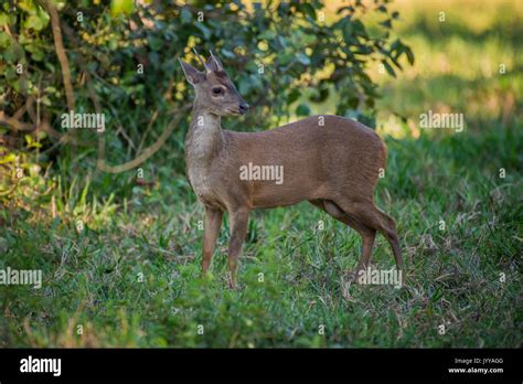 Red Brocket Deer Mazama Americana Hi Res Stock Photography And Images