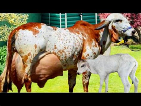Gir Cow Farming In India Highly Milking Biggest Udder Gir Cow Breed Gir Gay Youtube