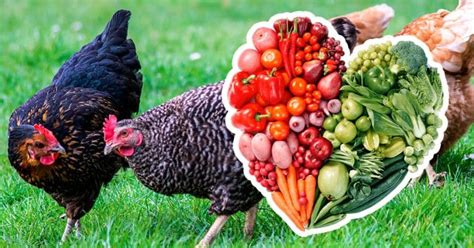 Alimentation Des Poules 10 Choses Qu Elles Adorent Manger Plantes