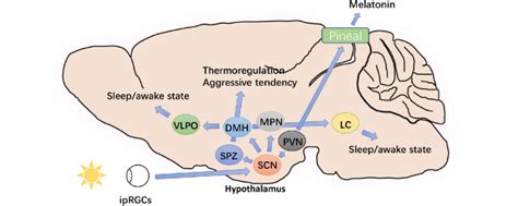 Key neuroanatomical pathways of the circadian system. (1) SCN ... 