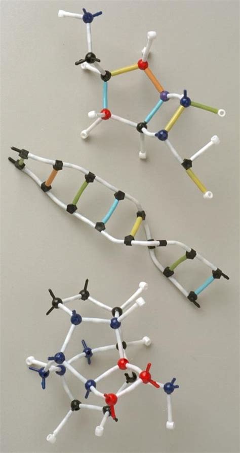 Dna Molecular Model And Nucleotide Model Kit Home Science Tools