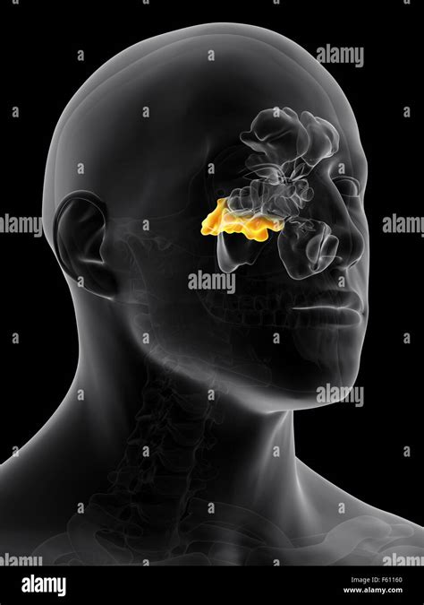 Sphenoid Sinus High Resolution Stock Photography And Images Alamy