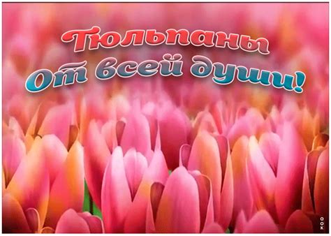 tyulpany ot vsey dushi otkrytki onlayn