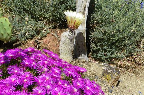 My Collection Of Cactus With Purple Flowers | Succulent City