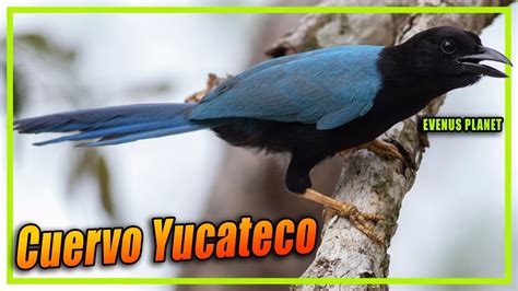 Cuervo Yucateco Chara Yucateca Cyanocorax Yucatanicus Youtube