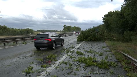 NonstopNews Mehrere Bäume werden von Downburst umgerissen und stürzen