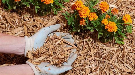 How To Mulch Your Garden Beds Harris Gardens