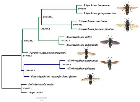 Insects | Free Full-Text | Phylogeny of Rhynchium and Its Related ...