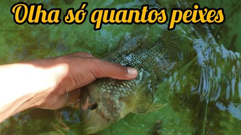 Olha S A Quantidade De Peixes Tirando A Gua Verde Youtube