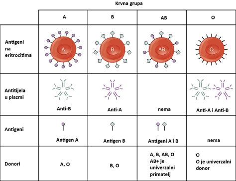 Krvne grupe Mrežni udžbenik iz genetike