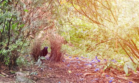 70+ Bower Bird Nest Stock Photos, Pictures & Royalty-Free Images - iStock