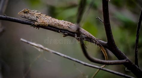 Animal Sitting On A Branch Stock Photo Image Of Flower 178567642