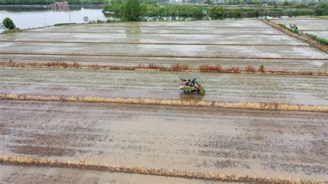 抢抓农时盼丰收 越城田间早稻育秧忙