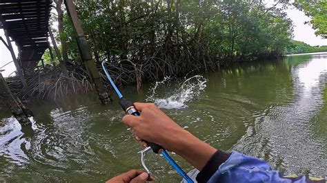 Banyak Macam Jenis Ikan Penunggu Sungai Kecil Ini YouTube