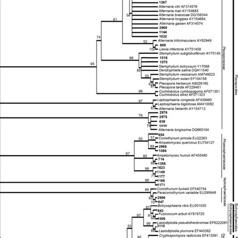 Phylogenetic Relationships Among 32 Endophytic Fungi From Dendrobium