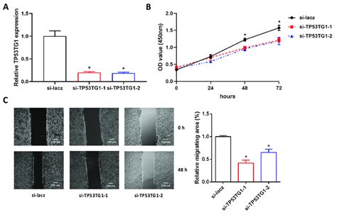 Knockdown Of TP53TG1 Suppresses Cell Proliferation And Migration In