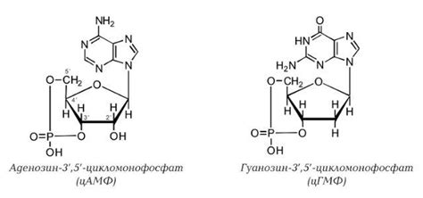 39 Свободные нуклеотиды цамф и цгмф атф адф фад над Строение