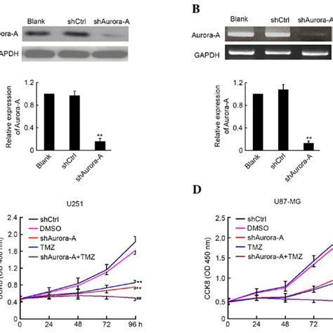 Knockdown Of Aurora‑a Sensitizes Glioblastoma Cells To Tmz In Vitro