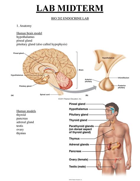 Midterm Handout Images Bio Endocrine Lab Anatomy Human