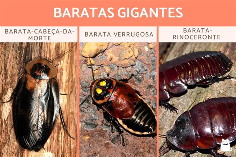 20 Tipos de baratas grandes voadoras e domésticas