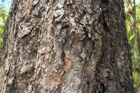 Bark Pattern Is Seamless Texture From Tree For Background Wood Work