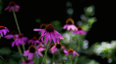 Purple Passion Digital Art By Susan Vineyard Fine Art America