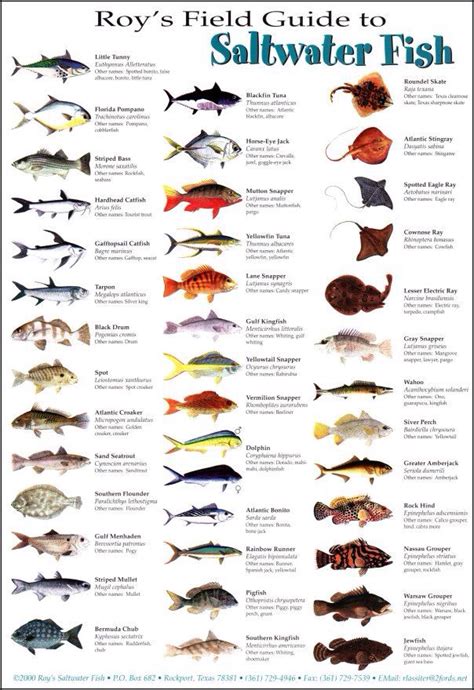 Printable Saltwater Fish Chart