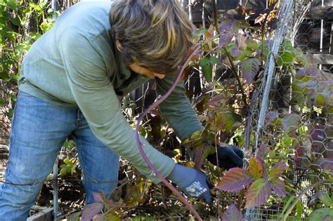 How to Prune Boysenberry Plants