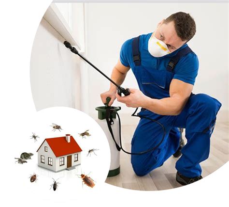 The Importance Of Pest Control For Your Home Thompson Poole