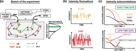 Time Domain Diffuse Correlation Spectroscopy In Samples Composed Of