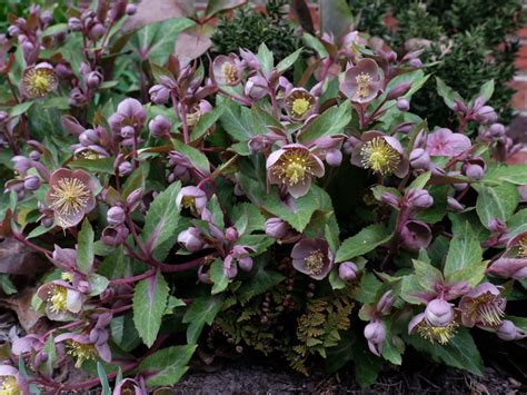 Helleborus lividus - Majorcan Hellebore | World of Flowering Plants