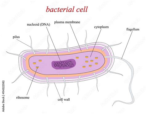 Structure of a bacterial cell Stock Vector | Adobe Stock