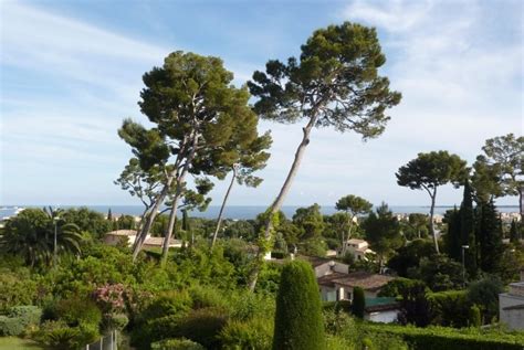 Location Maison Juan les Pins Villa 400m² Juan les Pins