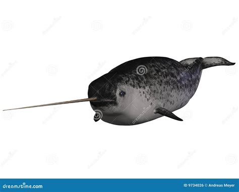 Narwhal Stock Illustration Illustration Of Mammalia Digital 9734026