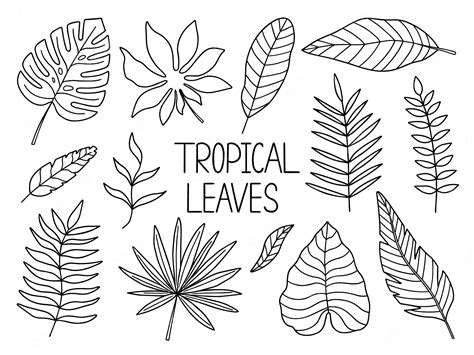 Tropical Leaf Outline