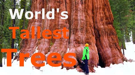 The Tallest Trees In The World What Is The Tallest Tree In The World