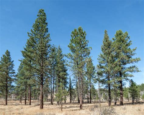 Pinus Ponderosa Ponderosa Pine City Of Fort Collins