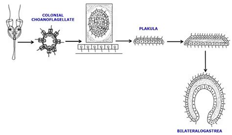 Evolution Of Parazoa And Metazoa Biology Notes Online