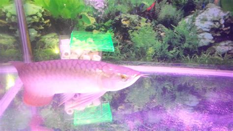 Yellow Tail Arowana Youtube