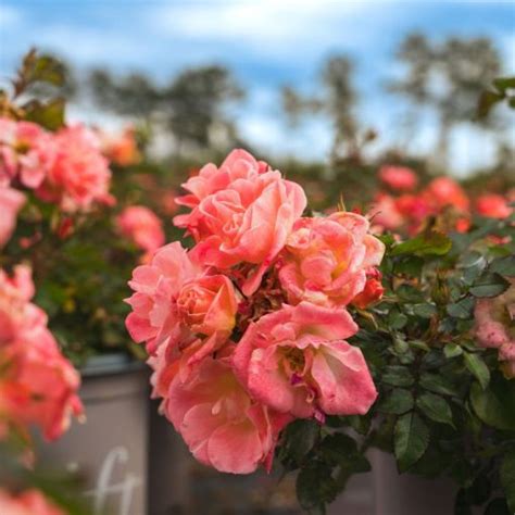 Peach Drift® Roses for Sale at Arbor Day's Online Tree Nursery - Arbor Day Foundation