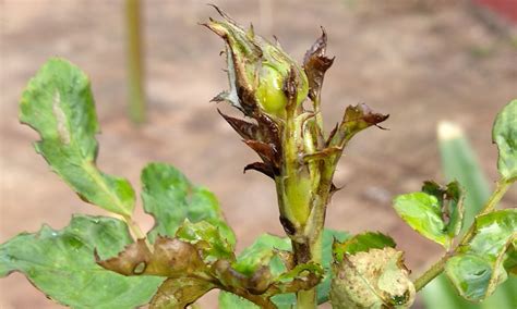 Chilli thrips control a burning issue for rose growers - Get Regional