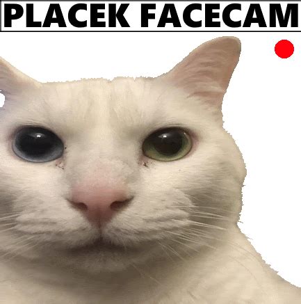 placek placek facecam sticker placek placek facecam facecam
